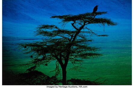 Pete Turner, ‘Hawk, Tanzania’, 1984