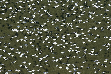 Louis Helbig, ‘Snow Geese in Flight with Shadows’, 2010