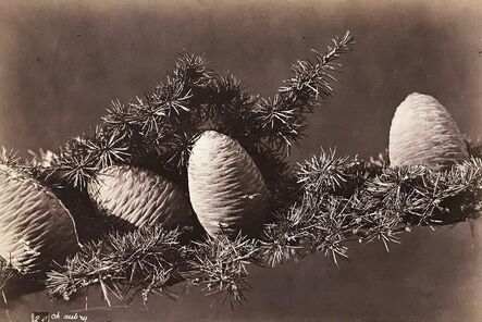 Charles Aubry, ‘Evergreen with Pine Cones’, 1864c/1864c