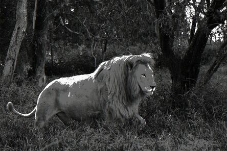 Araquém Alcântara, ‘Lion | Tanzania | Africa’, 2010