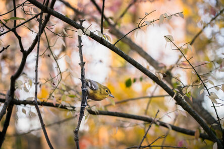 Carolyn Monastra, ‘"Yellow-throated Vireo" - original bird photography by Matt Tillet via Creative Commons’, 2018