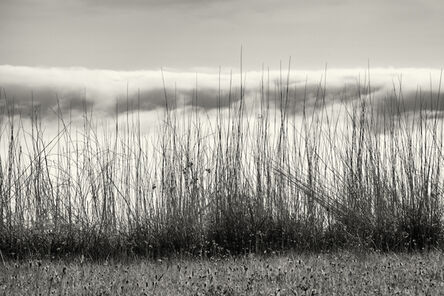 Cara Weston, ‘Grasses and Fog, Big Sur’