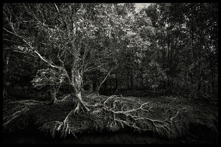 SC Shekar Subrahmanyam, ‘Mangrove Tree, Mangrove forest, Langkawi, Malaysia’, 2016