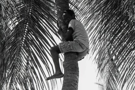 Shiri Paamony Eshel, ‘The Tree Climber’, 2014