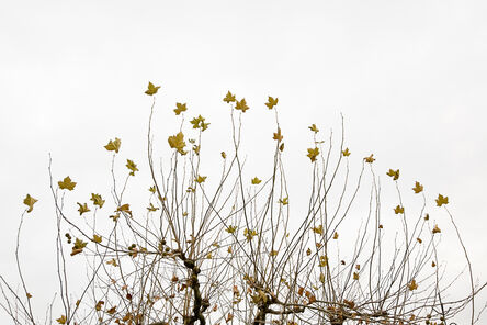 Laurie Lambrecht, ‘Lake Trees 15’, 2007