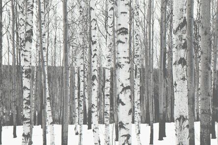 Matthew Webb, ‘Forests (Listvyanka, Siberia, Russia)’, 2013