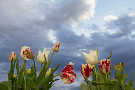 Mary Kocol, ‘Tulips with Storm Sky’, 2020