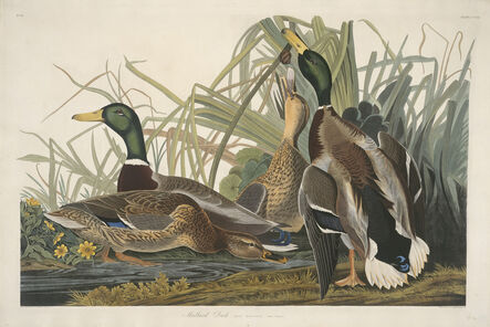 Robert Havell after John James Audubon, ‘Mallard Duck’, 1834