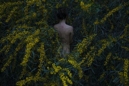 Itamar Freed, ‘Golden Wreath Wattle’, 2015