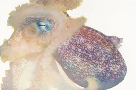 Susan Middleton, ‘Day Octopus’, 2008