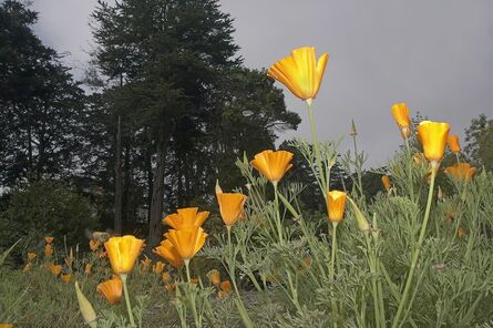 Tony Mendoza, ‘California Poppies, San Francisco’, 2005