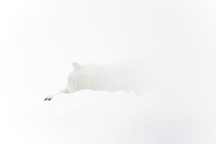 Vincent Munier, ‘Ours polaire endormi’, 2009