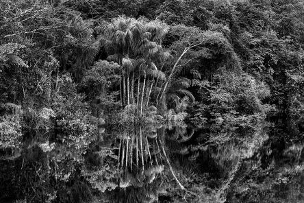 Sebastião Salgado, ‘Clump of jauari palm trees on the banks of the Jaú River, Jaú National Park, state of Amazonas’, 2019