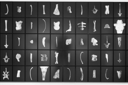 Thaddeus Holownia, ‘Anatomy Lesson - Moose’, 2006