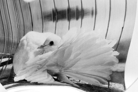 Linda Fregni Nagler, ‘Fine Feathers #1 – From the series News from Wonderland’, 2023