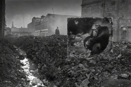 Nick Brandt, ‘Alleyway With Chimpanzee’, 2014
