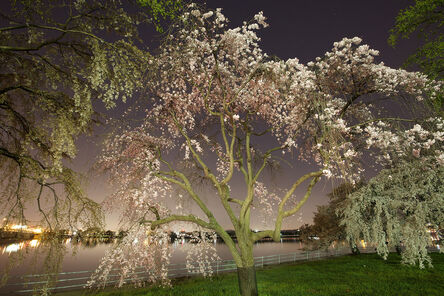 Frank Hallam Day, ‘Cherry Blossom 18’, 2012