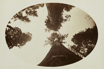Carleton E. Watkins, ‘Among the Treetops, Calaveras Grove’, 1878