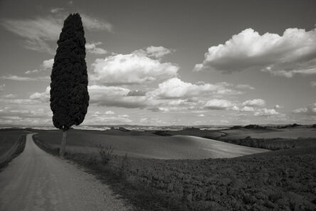 Cara Weston, ‘Lone Tree, Italy’