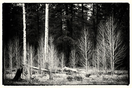Cara Weston, ‘Aspen Trees, California’