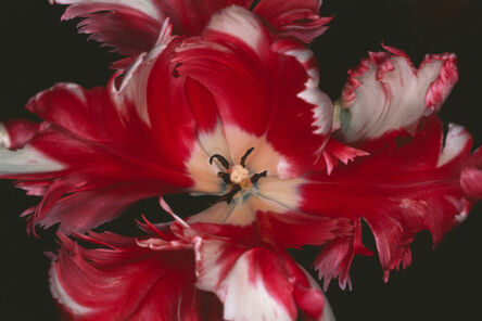 Nobuyoshi Araki, ‘Flower Rondeau’, 1987