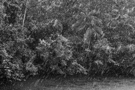 Sebastião Salgado, ‘Rain in an igapó, a type of forest frequently flooded by river water. At center, an açaí-solteiro or açaí-do-Amazonas palm tree (Euterpe precatoria). Jaú River, Jaú National Park, state of Amazonas’, 2019 [printed on request]