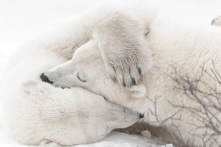 Vincent Munier, ‘Deux ours polaires enlacés’, 2010