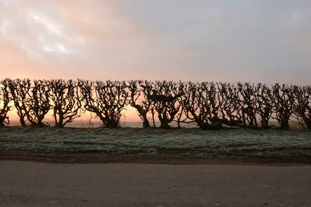 Andy Goldsworthy, ‘Hedge crawl dawn frost cold hands Sinderby, England 4 March 2014’, 2014