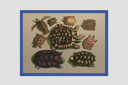 Gabriela Bettini, ‘Large and small turtles from America, Ceylon and Amboina’, 2021