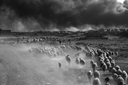Paolo Pellegrin, ‘People fleeing the ISIS controlled zones carry their belongings with them; peasants bring their sheep. Mosul, Iraq,’, 2016