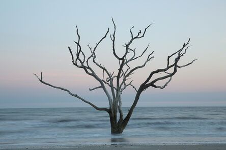 Carolyn Monastra, ‘Tree in the sea (#5)’, 2014