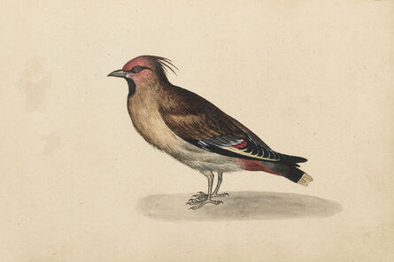 Master of the Arundel Sketchbook, ‘A Waxwing’, ca. 1640