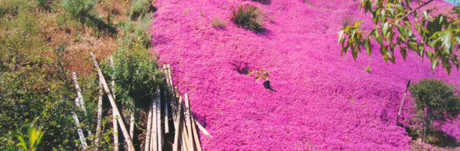 Near Cold Canyon, Los Angeles, California