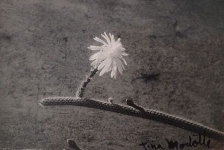 Tina Modotti, ‘Untitled (Cactus)’, 1926