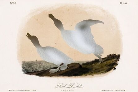 Brandon Ballengée, ‘RIP Pied or Labrador Duck: After John James Audubon, 1856’, 2007
