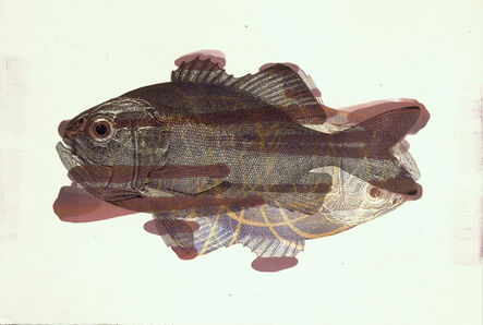 Philip Taaffe, ‘Smaller, Singular Fish (Trachichthys Darwini), III’, 1997