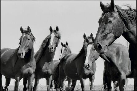 René Burri, ‘Wild Horses, Argentina’, 1958