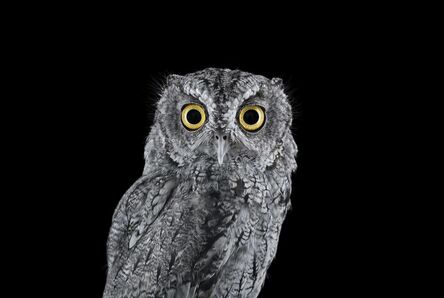 Brad Wilson, ‘Western Screech Owl #4, Española, NM’, 2016