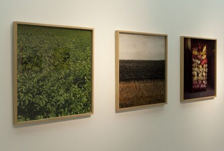 Ziad Antar, ‘Terres de pomme de terre’, 2009