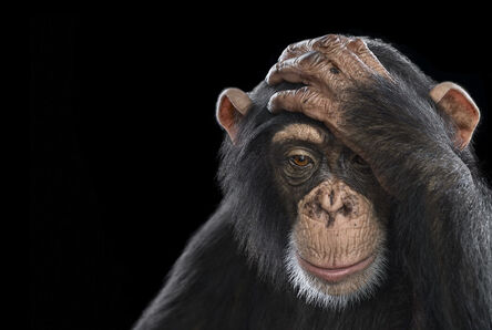 Brad Wilson, ‘Chimpanzee #2, Los Angeles, CA, 2010’, 2010