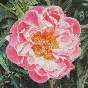 Ségolène Calmet, ‘Paeonia lactiflora Cytherea - Pivoine’, 2023