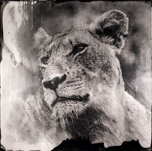 Griet Van Malderen, ‘Queen of Africa, Mala Mala, South Africa’, 2019