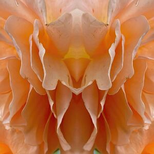 Hugo Maza, ‘Orange / Rose’, 2025