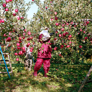 Hiroyo Kaneko, ‘Harvest #22, from the series New Memories’, 2010