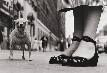 Elliott Erwitt, ‘Chihuahua’, NYC-1974