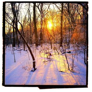 David Glick, ‘Virginia Snow’