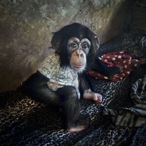 Amelia Paul Forman, ‘Tash’, 2013