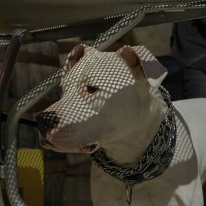 Mark Peckmezian, ‘Dogs’