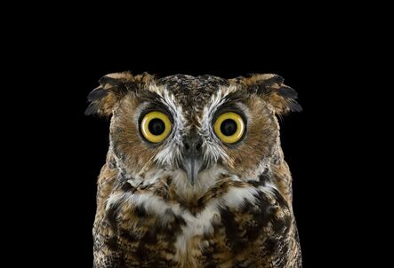 Brad Wilson, ‘Great Horned Owl #3, Espanola, NM’, 2011