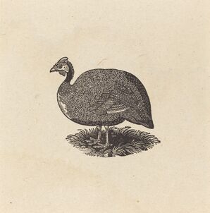 Thomas Bewick, ‘Guinea Hen’, ca. 1800